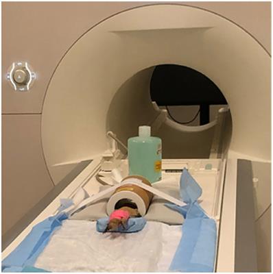 Establishing an MRI-Based Protocol and Atlas of the Bearded Dragon (Pogona vitticeps) Brain